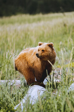 Grizzly Bear Cub Standing on Fallen Tree