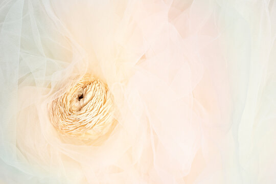 Dry ranunculus  in coloured tulle texture