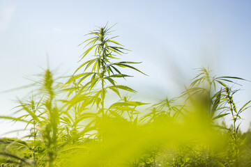 Field of industrial hemp (cannabis) in the evening sun. Legally planted on the field