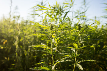 Field of industrial hemp (cannabis) in the evening sun. Legally planted on the field