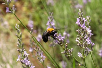 A carpenter bee hovers and pollinates purple lavender flower.
