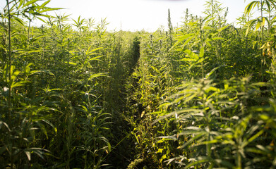 Field of industrial hemp (cannabis) in the evening sun. Legally planted on the field