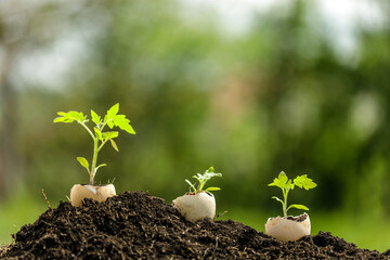 Young plant growing in egg shell in the garden