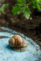 Snail in the garden on a light blue painted wood plate