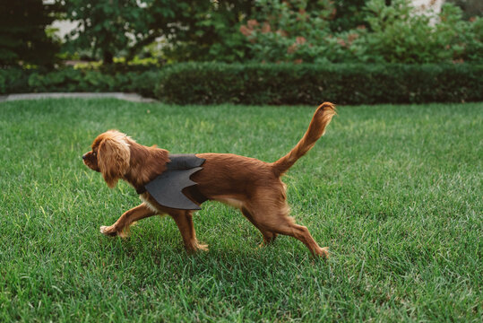 Two female friends in their twenties playing with their dogs outside in autumn