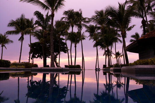 Silhouette reflection of palm trees