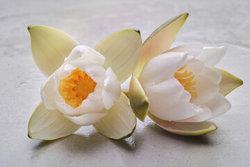 Two beautiful white lotus flowers or water lily on a granite background.  Shallow depth of field