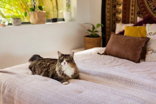 boho bedroom decor, cat on bed