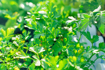 Fototapeta na wymiar Indoor herb growing , pot parsley at home, green flavoured herbs in cooking