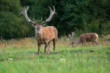 Naklejka na ściany i meble Red deer in the nature habitat during the deer rut