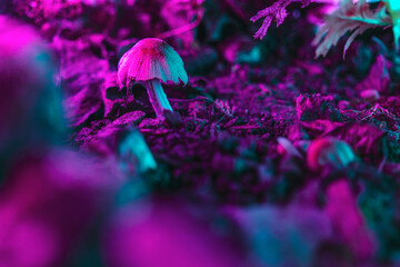 Colorful psychedelic mushrooms