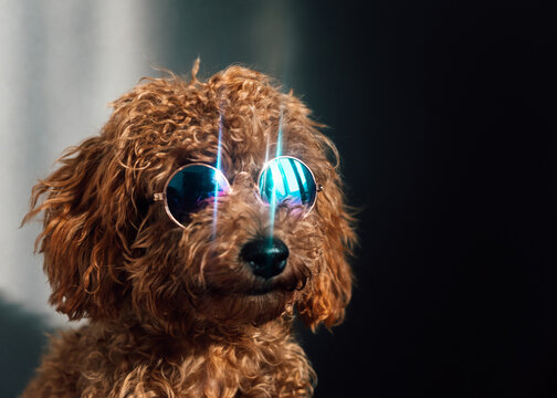 Adorable caniche puppy