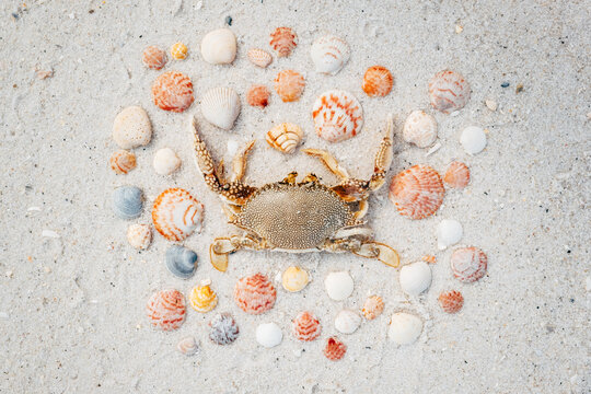 Crab and Shell Arrangement.