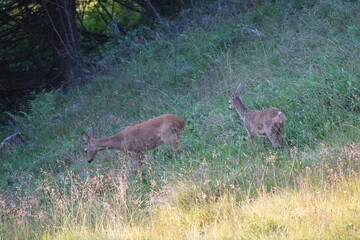 roe deer female and his fawn in green grass in the evening sun