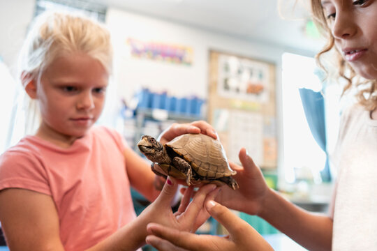 Students in Classroom with Tortoise