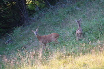 roe deer female and his fawn in green grass in the evening sun