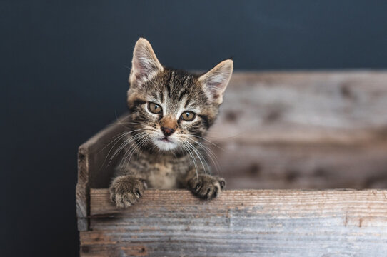 Kittens