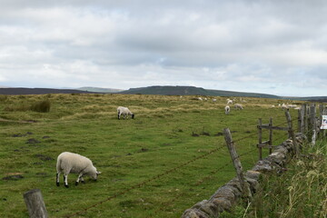 Group of sheep eating grass in the field