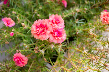 Pink ten o'clock flowers