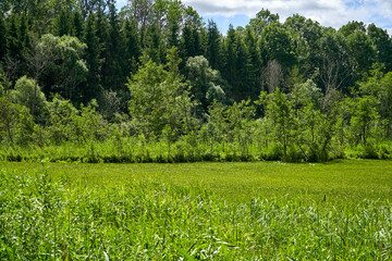 Green grass and blue sky with forest in the background