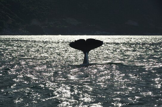 Killer whale tail