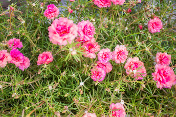 Fototapeta premium Pink ten o'clock flowers