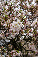 妙蓮寺の境内の桜