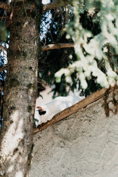 One eyed cat laying on a wall edge in garden