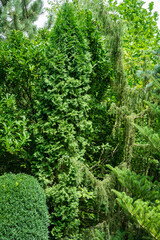 Landscaped evergreen garden with Thuja occidentalis Columna(northern or eastern white cedar) and Juniper Juniperus communis Horstmann in right. Interesting nature concept for background design.