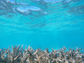Naklejka na ściany i meble Snorkeling over hard coral