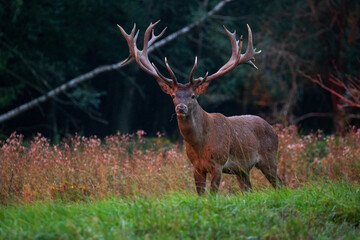 Red deer in the nature habitat during the deer rut