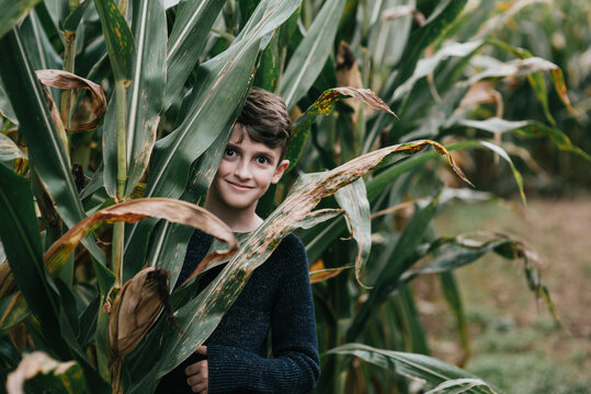 Corn Maze