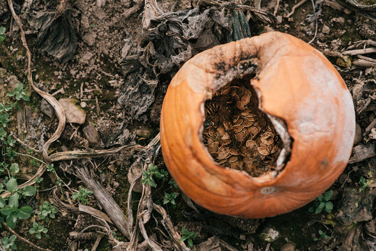 Pumpkin patch