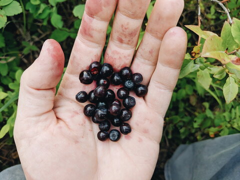Holding a handful of huckleberries