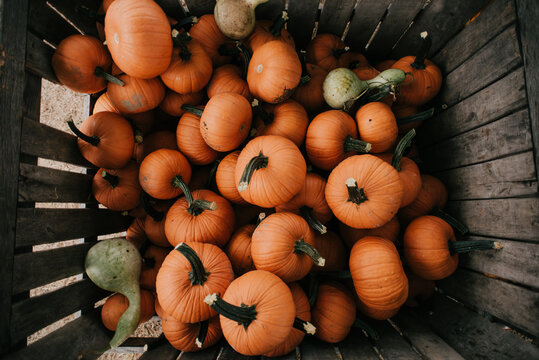 Pumpkin patch
