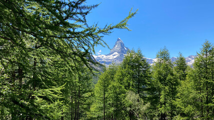 Green forest with an iconic swiss mountain and bright blue sky on the background. Matterhorn, Switzerland.