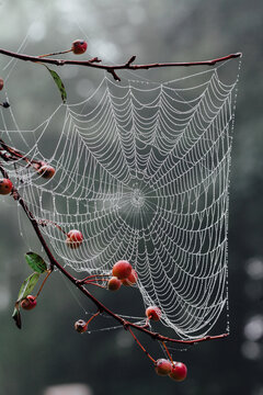 Close up of a dew-covered spider web in a tree