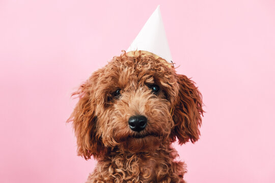Adorable caniche puppy