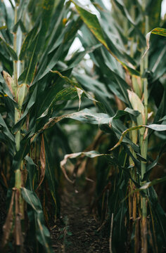 Corn maze