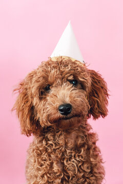Adorable caniche puppy