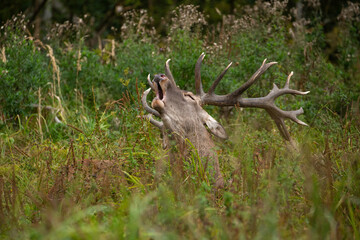 Red deer in the nature habitat during the deer rut