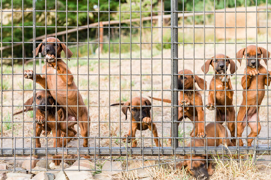 cute puppies lining up at a gate