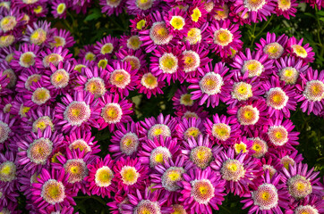 Pink and yellow flowers
