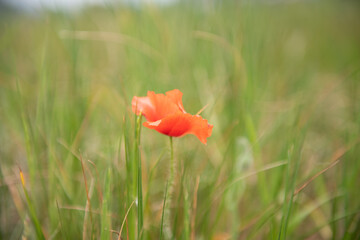Red poppy in a green field.