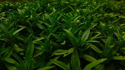 Fototapeta premium Plant