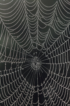 Close Up Of An Orb Spider Web With Dew Drops