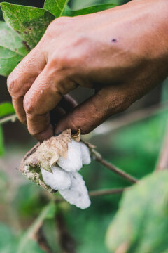 Cotton flowers