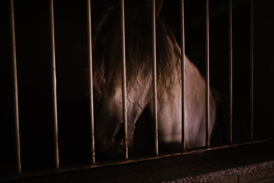 Horse in the stable