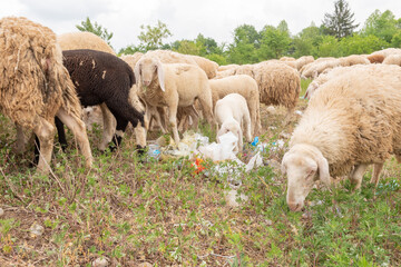 Obraz premium Sheep grazing in a meadow full of rubbish. Concept of environmental pollution, danger to animals.