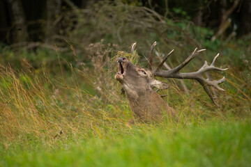 Red deer in the nature habitat during the deer rut